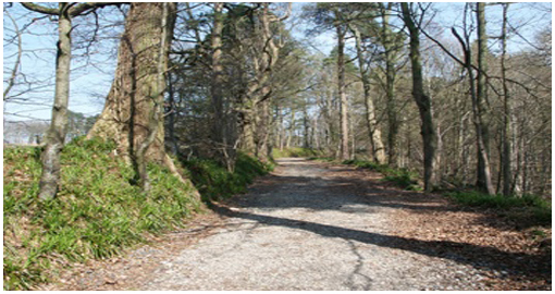 WoodlandWalk2
