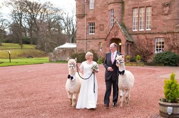 Bride and groom walking with two Alpacas, a special day their way by having a civil marriage