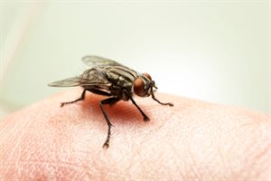 Fly on skin