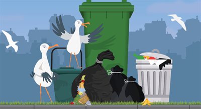 Gulls beside bins and flying around looking for food