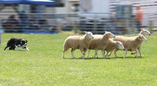 Sheepdog rounding sheep