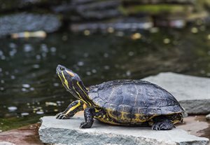 Turtle sitting on a rock