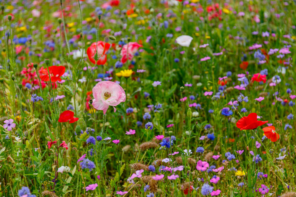 Wildflowers in East Ayrshire
